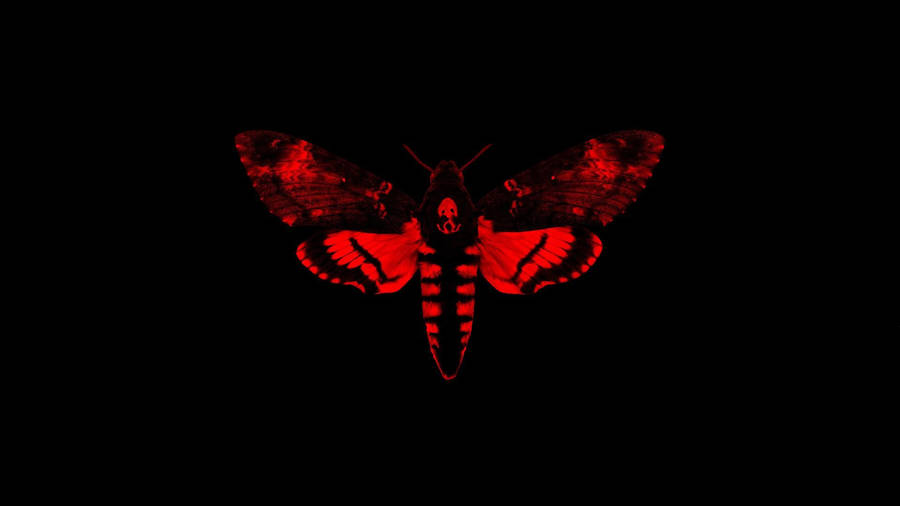 Moth Black And Red Artwork Wallpaper