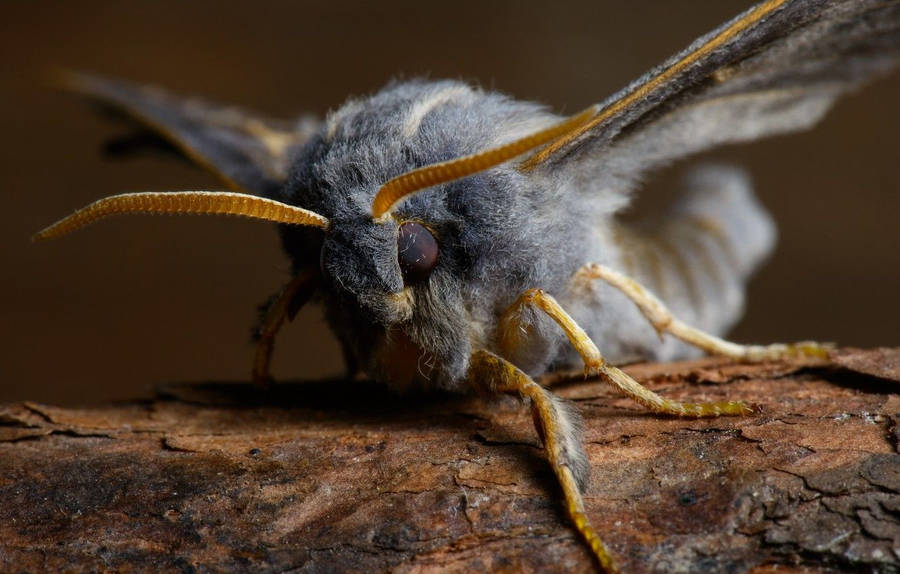 Moth Black And Yellow On Branch Wallpaper