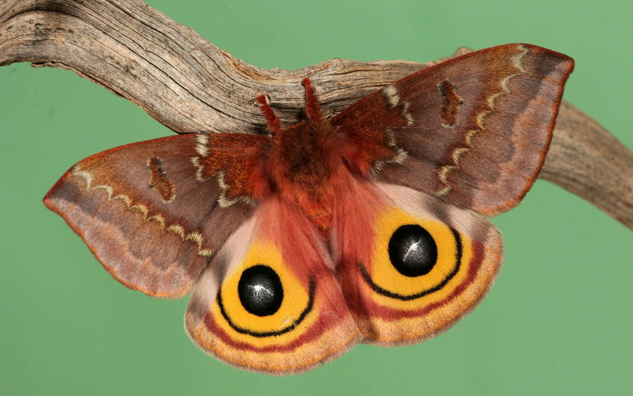 Moth Brown Mimicry On Branch Wallpaper