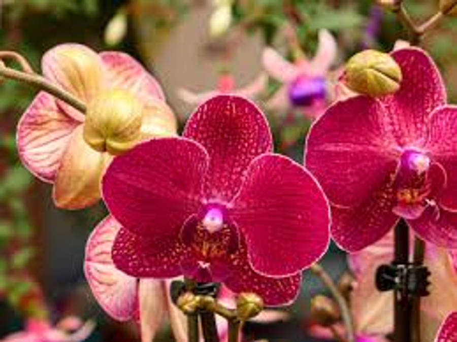 Moth Orchid Variety Wallpaper