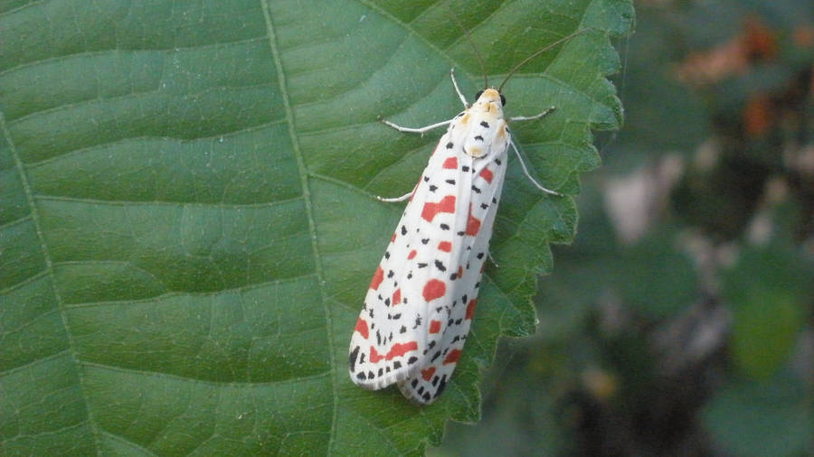 Moth White Aesthetic Folded Wings Wallpaper