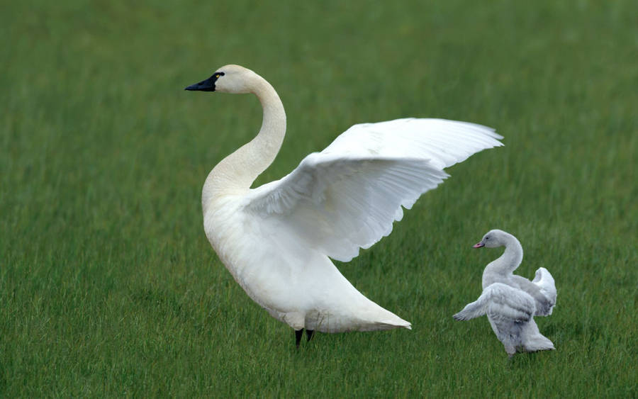 Mother And Baby Geese Wallpaper