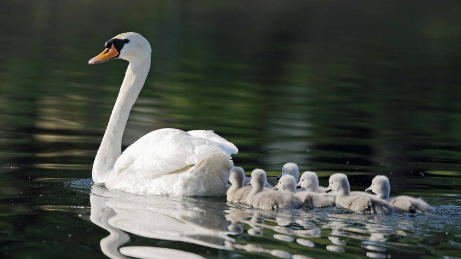 Mother Goose In A River Wallpaper