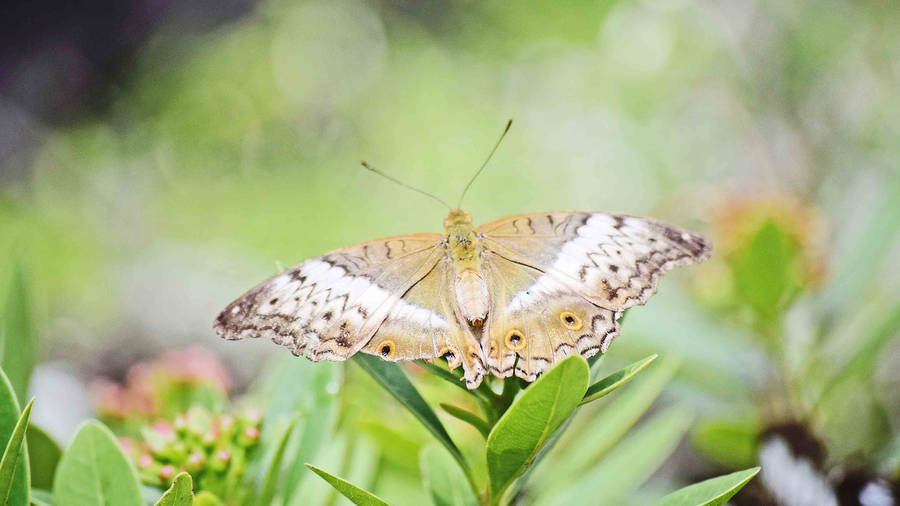 Mother Of Pearl Butterfly Live 3d Wallpaper