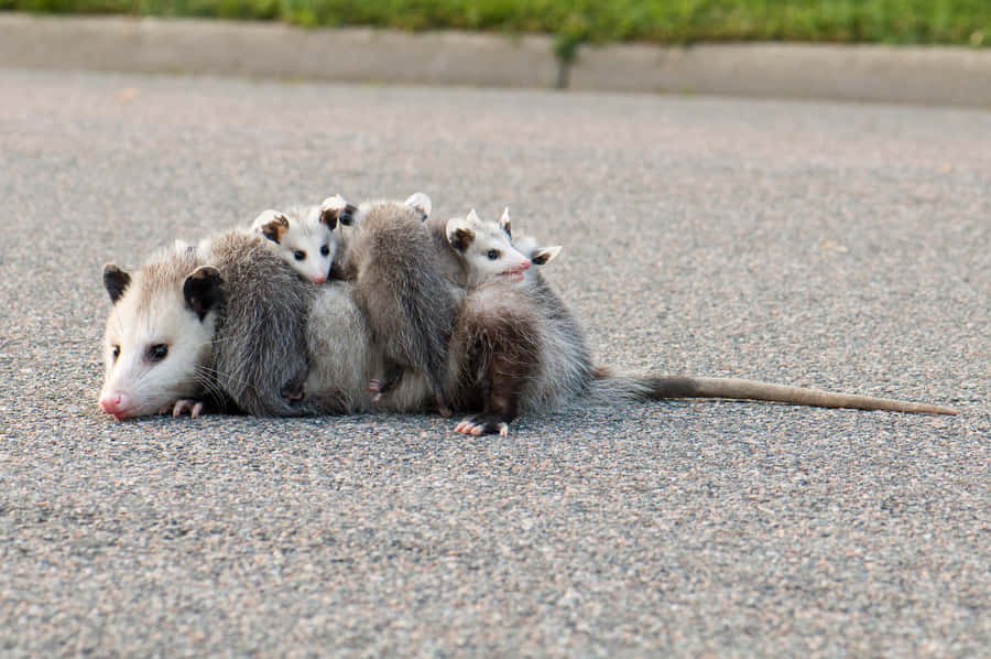 Mother Opossum Carrying Babies Wallpaper