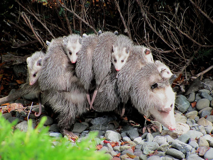 Mother_ Opossum_with_ Joeys_ Back_ Ride.jpg Wallpaper