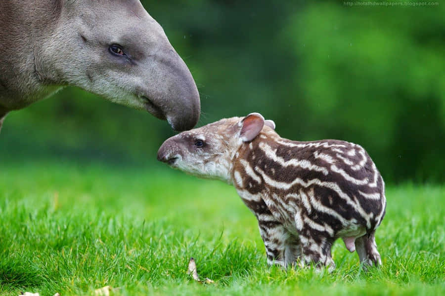 Motherand Baby Tapir Tender Moment.jpg Wallpaper