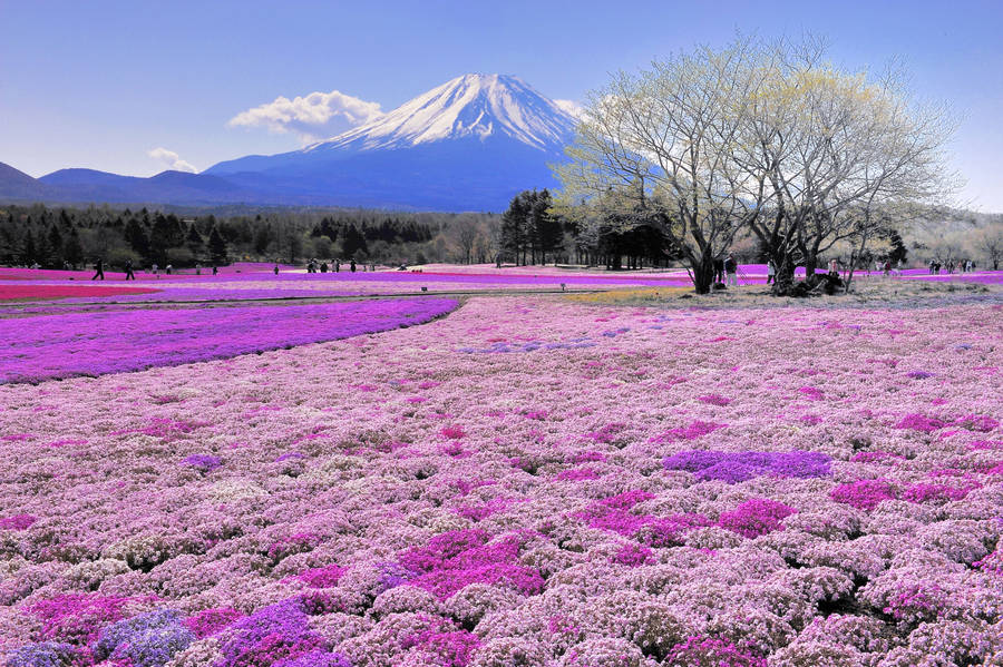 Mount Fuji With Snowy Trees Wallpaper