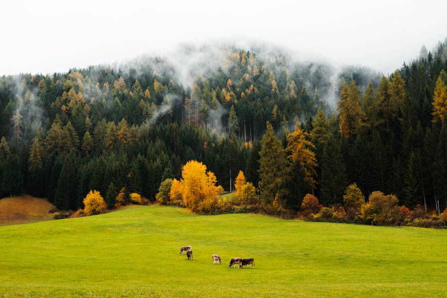 Mountainous Green Nature Forest Wallpaper