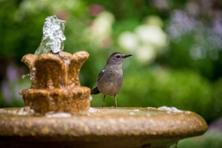 Moving Water And A Catbird Wallpaper