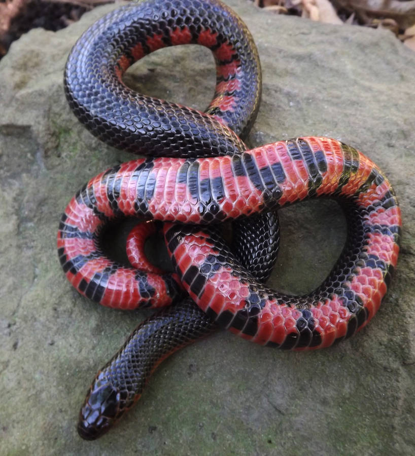 Mud Snake Basking On A Rock Wallpaper