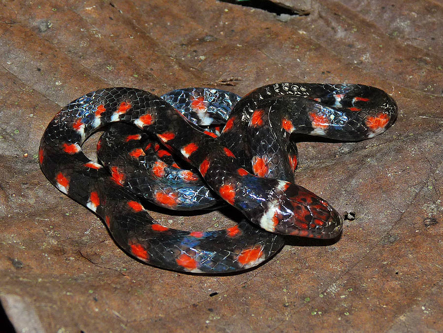 Mud Snake Curled On A Leaf Wallpaper