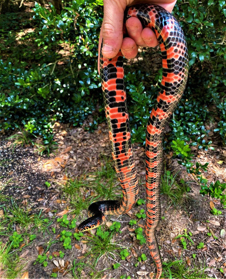 Mud Snake Dangling On A Hand Wallpaper