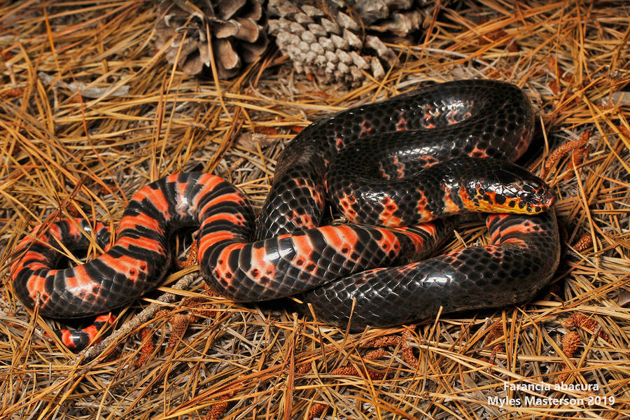 Mud Snake Docile Snake Species Wallpaper