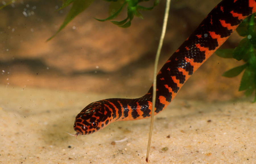 Mud Snake Inside An Aquarium Wallpaper