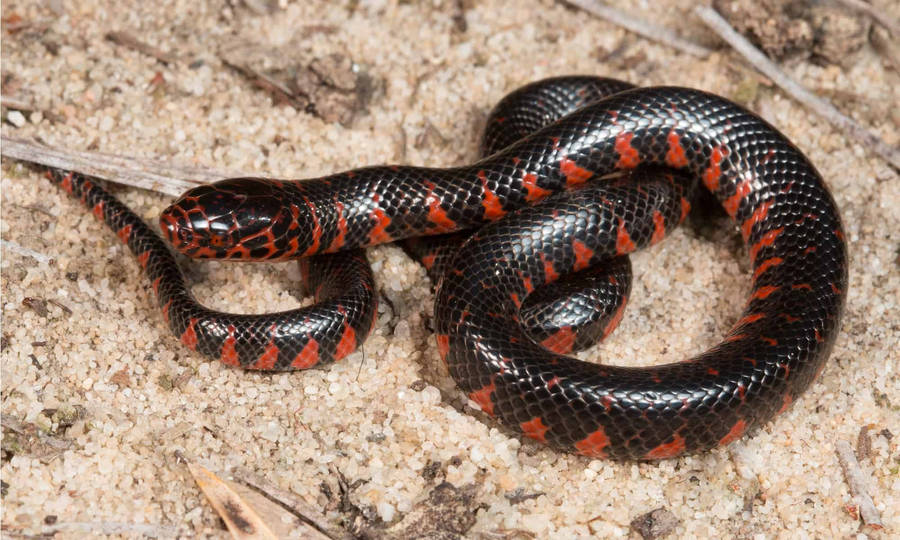 Mud Snake Non-venomous Reptile Wallpaper