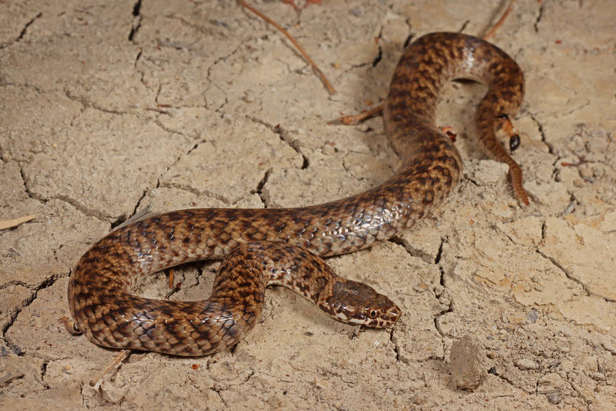 Mud Snake On Dried Mud Wallpaper