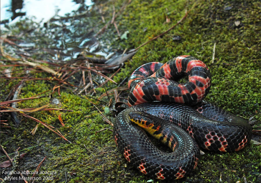 Mud Snake On Mossy Ground Wallpaper