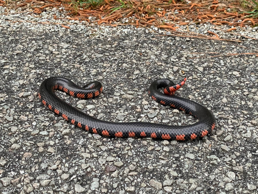 Mud Snake On Rough Gravel Road Wallpaper