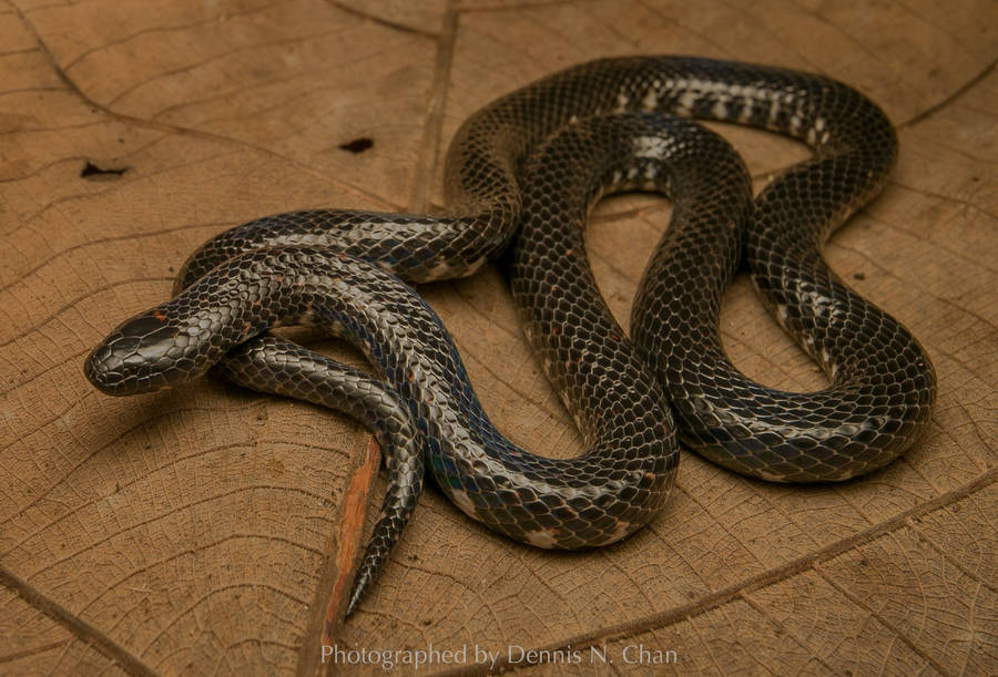 Mud Snake Photograph On A Leaf Wallpaper