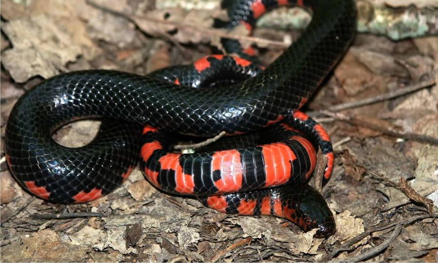 Mud Snake With Polished Black Scales Wallpaper