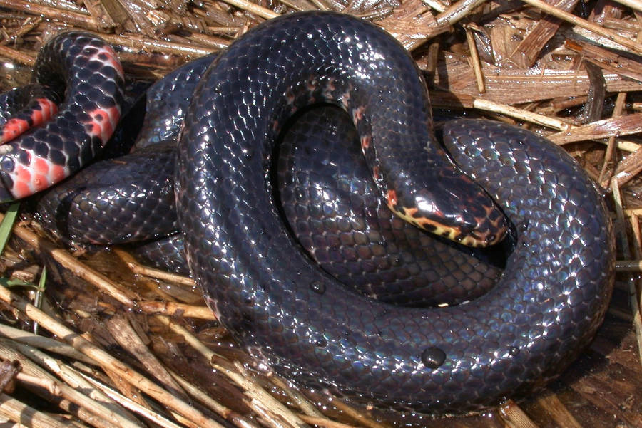 Mud Snake With Uniform Black Body Wallpaper