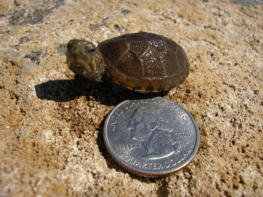 Mud Turtle Compared To A Coin Wallpaper