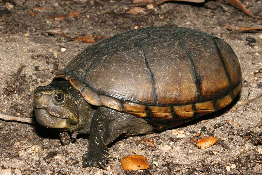 Mud Turtle Crawling On The Ground Wallpaper