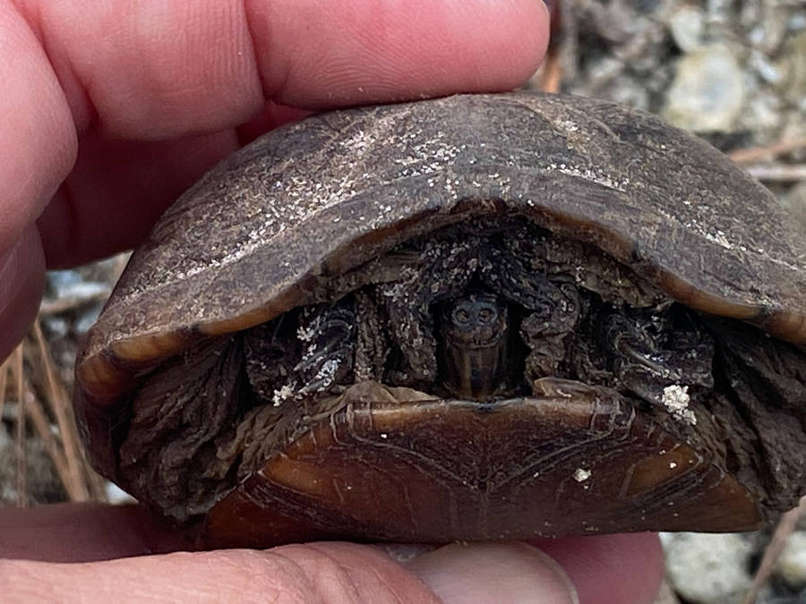 Mud Turtle Hiding In Its Shell Wallpaper