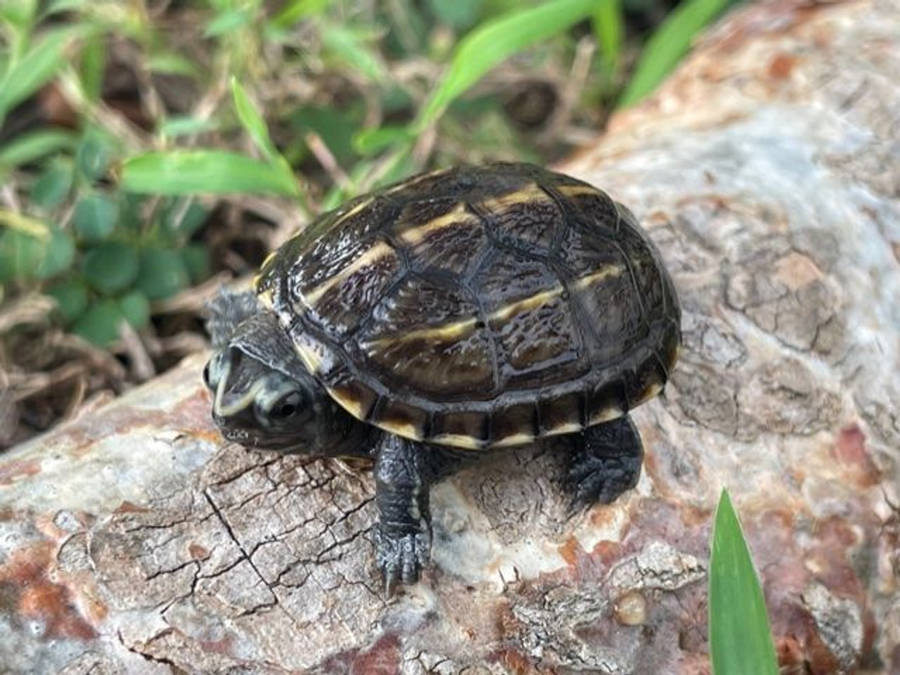 Mud Turtle On A Tree Trunk Wallpaper