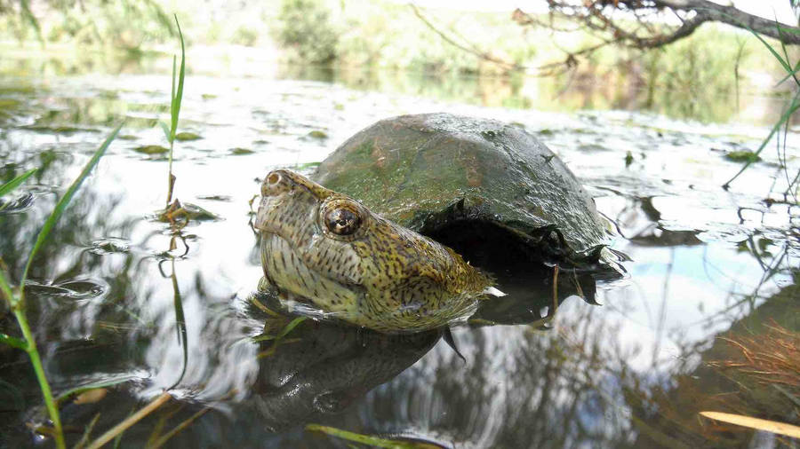 Mud Turtle Swimming In A River Wallpaper