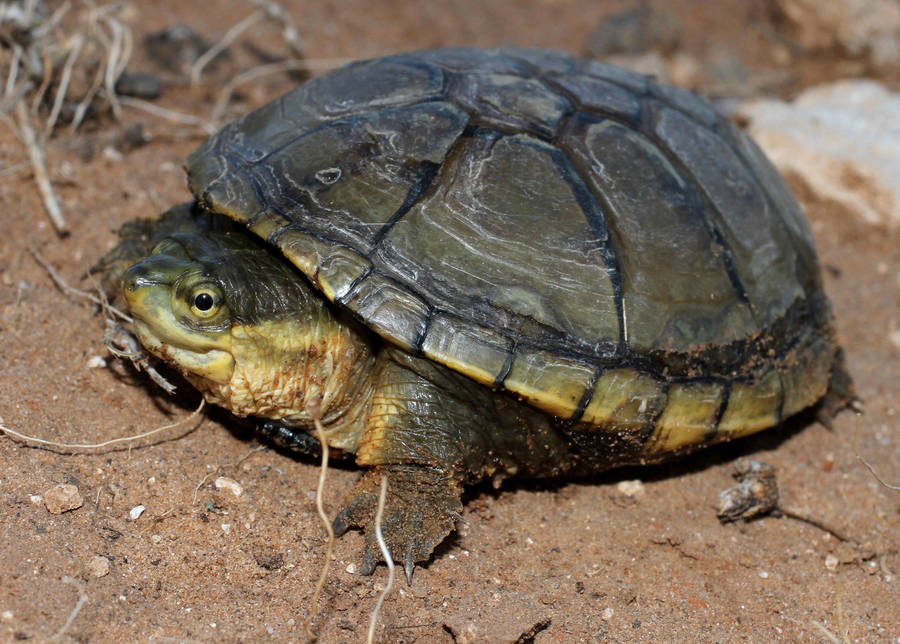 Mud Turtle With Beady Eyes Wallpaper