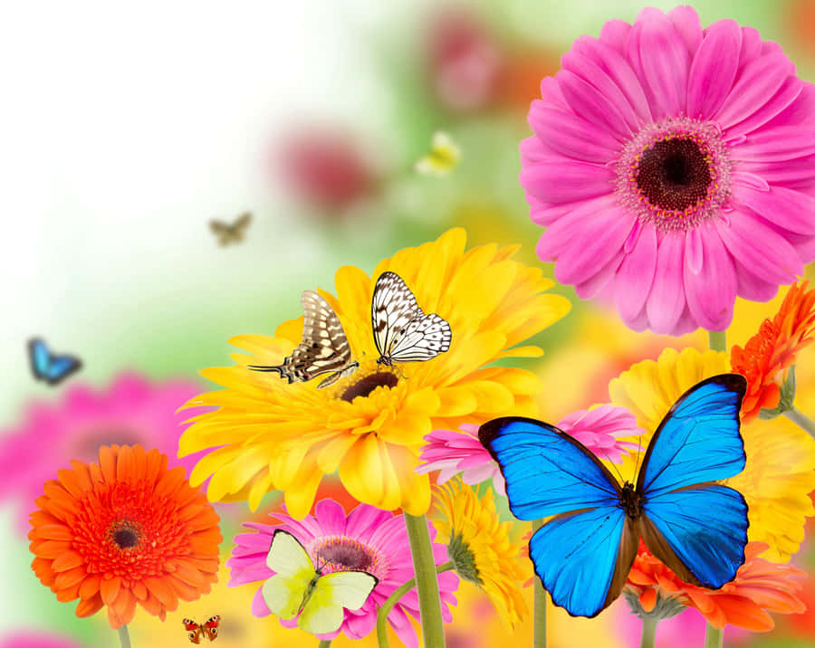 Multi Color Flowers And Butterflies Wallpaper