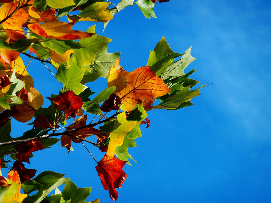 Multi-colored Maples Leaves Wallpaper