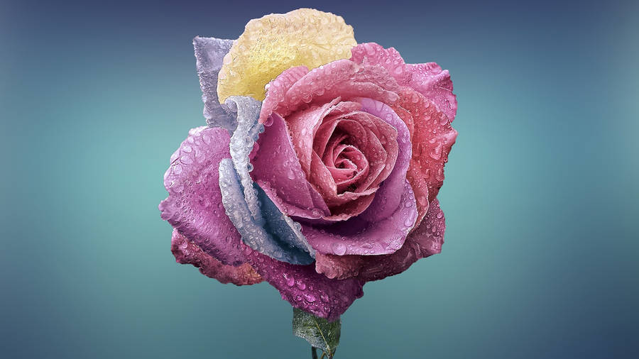 Multi-colored Rose Full Screen 4k Flowers Wallpaper