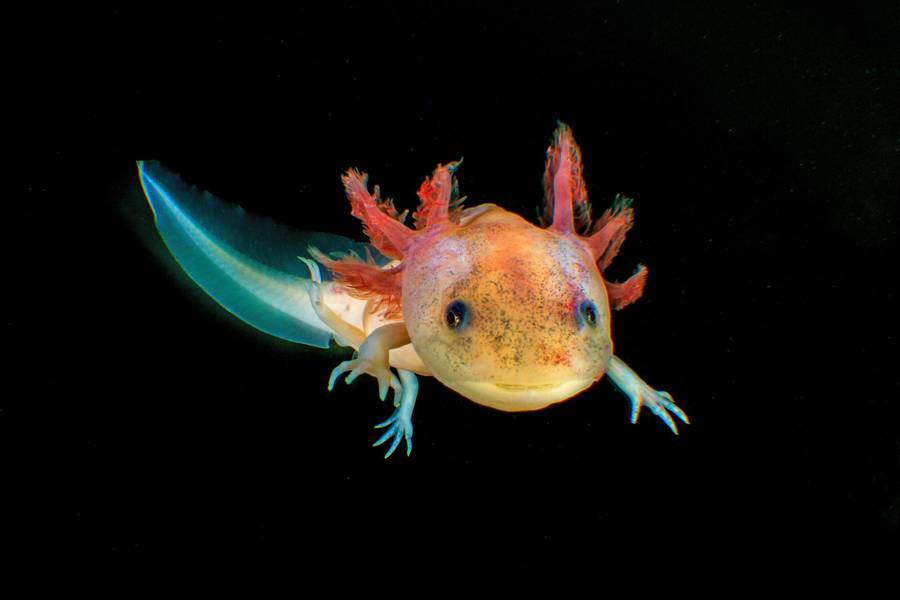 Multicolored Axolotl In Black Wallpaper