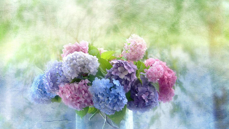 Multicolored Hydrangea Flowers Wallpaper