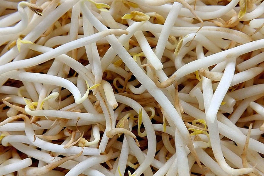 Mung Bean Sprouts Nutritious Vegetable Wallpaper