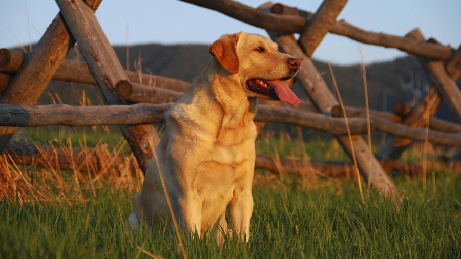 Muscular Labrador Retriever Dog Wallpaper