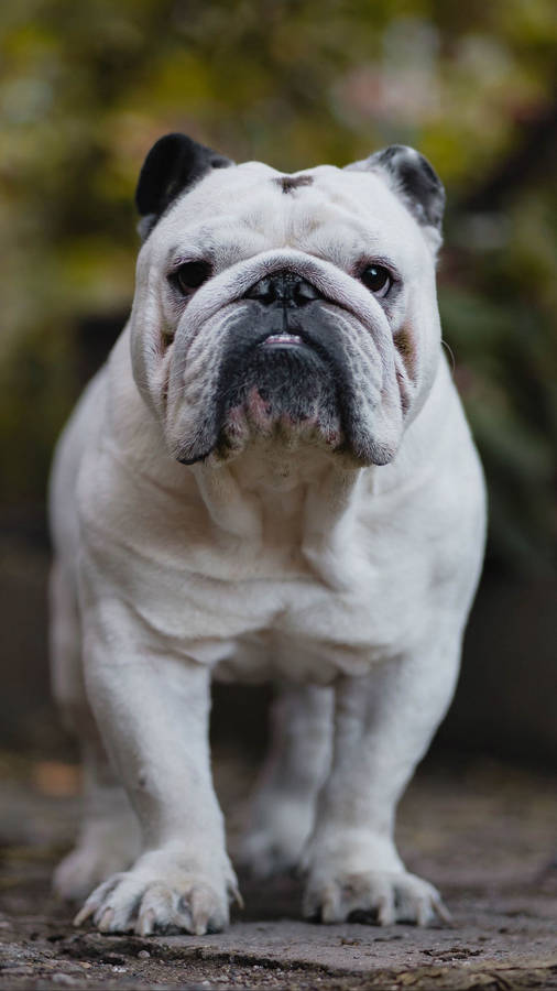 Muscular White English Bulldog Wallpaper