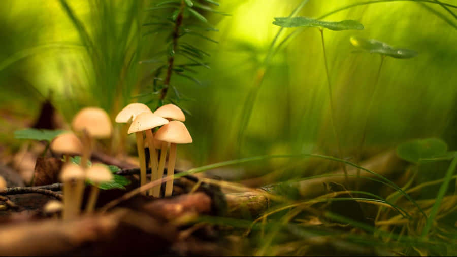 Mushroom Shallow Photography Wallpaper