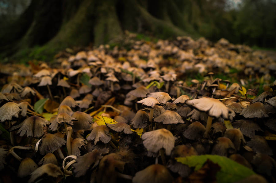 Mushrooms In Rainforest Wallpaper