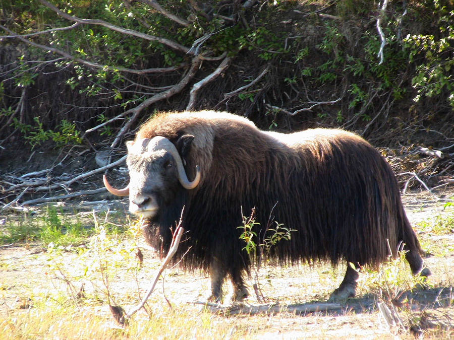 Musk Ox In Forest Wallpaper