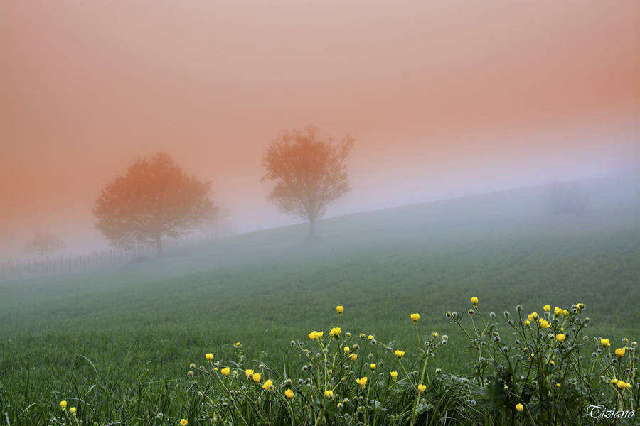 Mysterious Aura Of The Foggy Forest Wallpaper