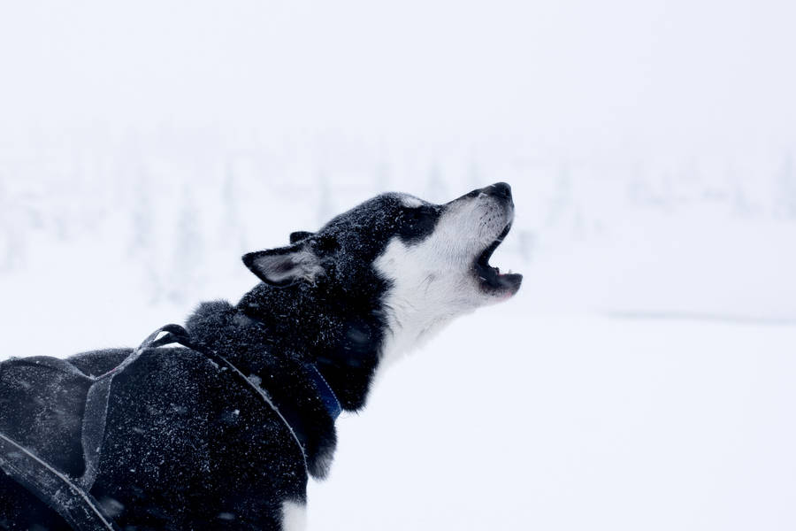 Mysterious Black Husky Puppy Howling Wallpaper