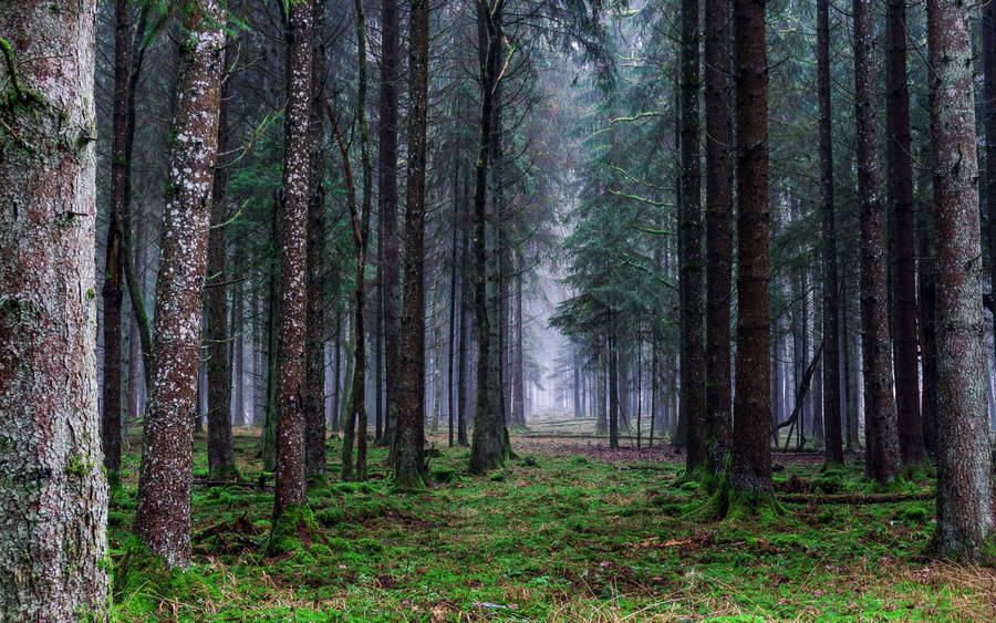 Mysterious Forest Background Wallpaper