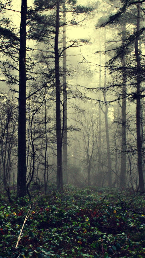 Mysterious Magical Forest Iphone Wallpaper