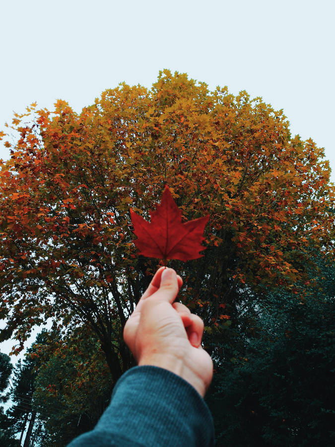 Mystery Of Maple: Unlocking Nature On Screen Wallpaper