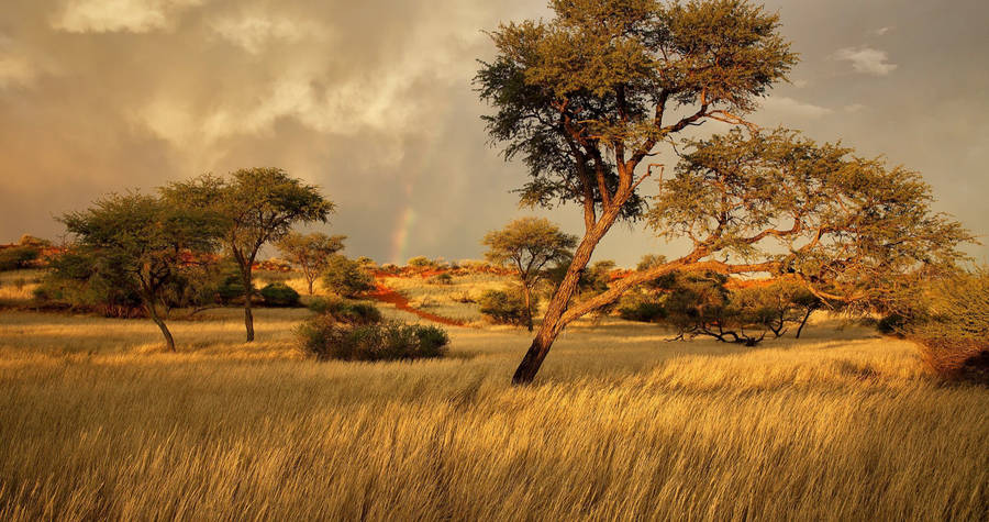 Namibia Ancient Forest Wallpaper