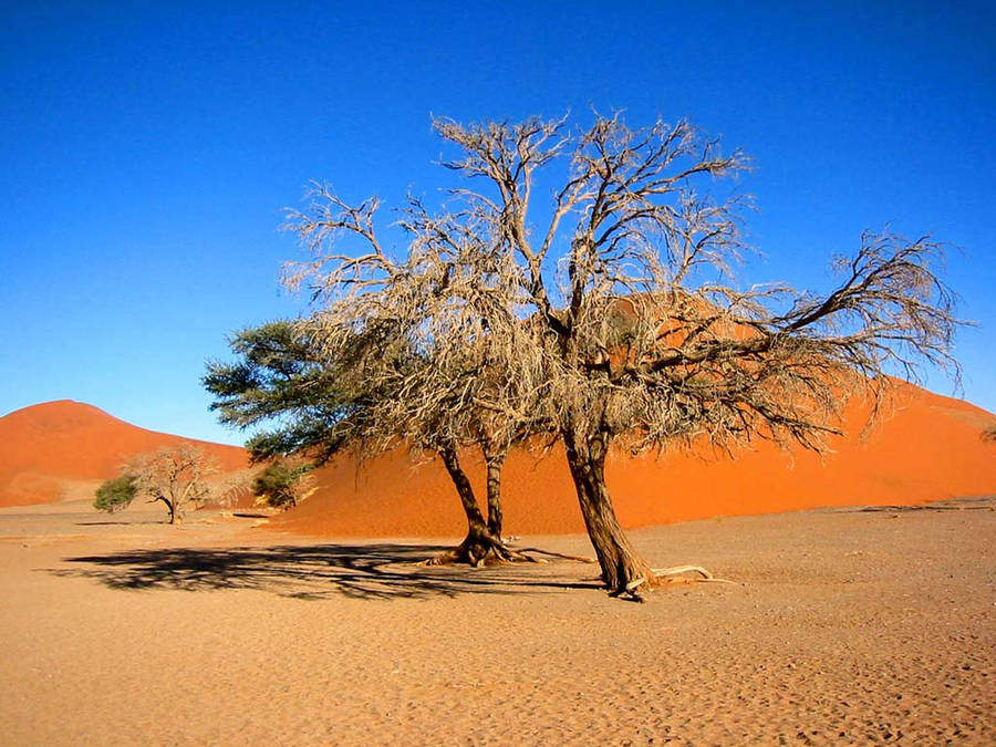 Namibia Dry Tree On Desert Wallpaper